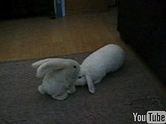 Rabbit Gets a Massage Rabbit Gets a Massage