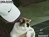 Hawkeye the Scuba Diving Cat