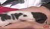 Kitten's Fur Says I Love You