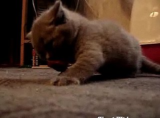 Cat Is Possessed by the Devil
