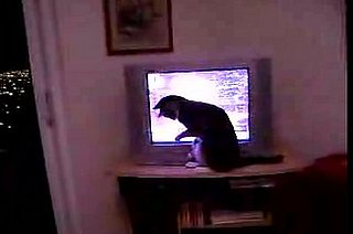 Cat Not Happy About Stock Ticker
