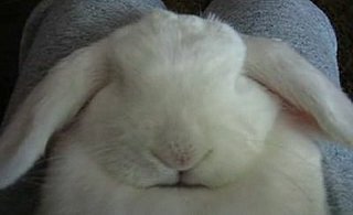 Bunny Asleep and Snoring