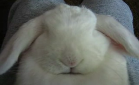 Bunny Asleep and Snoring