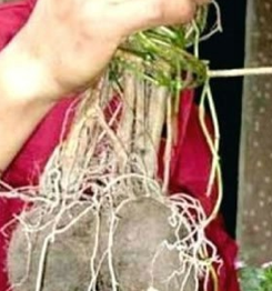 Sexytime Root Formation
