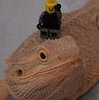 Bearded Dragon Poses for the Camera