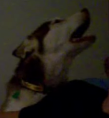 Dog Says "I Love You"