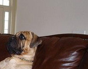 Dog Chills on Couch