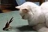 Crawfish vs. Cat