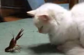 Crawfish vs. Cat