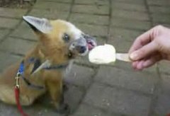 Baby Fox Licks an Ice Cream Bar