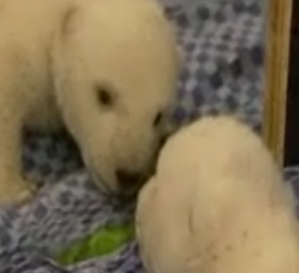 Baby Polar Bear, Flocke, Take a Look in the Mirror