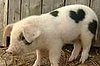 Meet Valentine: The Piglet With a Heart-Shaped Birthmark