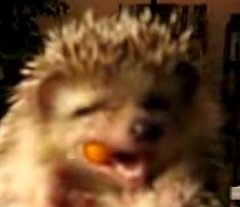 Hedgehog Nibbles on a Carrot Hedgehog Nibbles on a Carrot