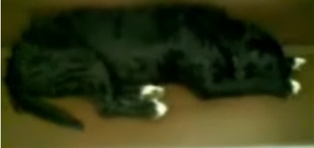 Dog Takes a Seat and Snooze on the Subway, Patrons Stand