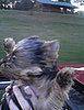 Dog in Convertible With the Top Down