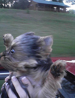 Dog in Convertible With the Top Down