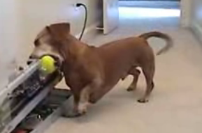 Dachshund Plays Fetch With a Ball Throwing Machine