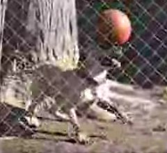 Dog Balances Ball on Nose Dog Balances Ball on Nose