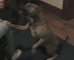 Smart Dog Plays Fetch Smart Dog Plays Fetch