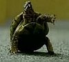 Turtle Trained to Perform Dog Tricks
