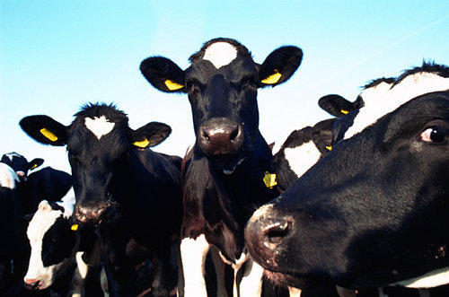 One Story, Three Ways: The FDA's Ruling on Cloned Meat