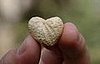 Heart-Shaped Peanuts for Valentine's Day