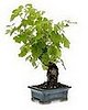 Cabernet Grapevine Bonsai: Love It or Hate It?