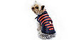 Spend Big for your Pooch with Manfred of Sweden