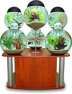Silverfish Aquarium for Your Pampered Fish