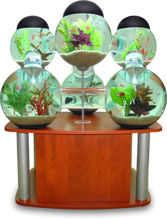 Silverfish Aquarium for Your Pampered Fish