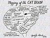 Anatomy of a Cat Brain