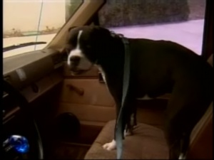 Dog Drives Away While Owner Gets Caffinated