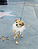 Oscar Gift Bag Goodies For Celeb Pets