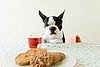 Cookie Recipe for You and Your Little Dog, Too