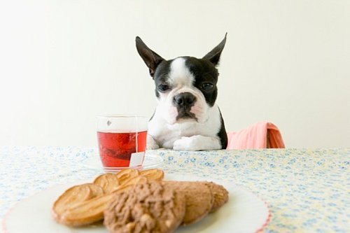Cookie Recipe for You and Your Little Dog, Too