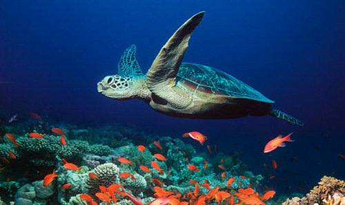Creature Features: Sea Turtles