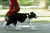 Dog-Friendly Races and Runs