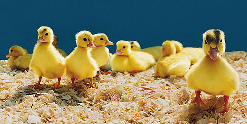 Weekly Petsugar Recap Quiz 2008-03-15 11:30:33