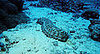 Sea Life Inspires Super Plastic