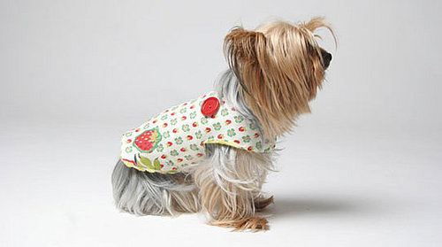 Greendog Design for Sustainable Pup Fashions