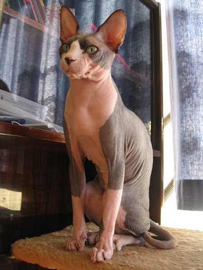 Guess The Breed on Petsugar