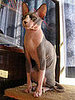 Guess The Breed on Petsugar