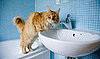 Spring Cleaning Your Cat's Litter Box