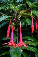 Pet Safe Plants for Spring