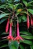Pet Safe Plants for Spring