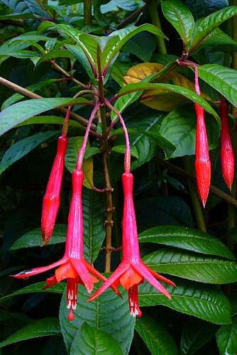 Pet Safe Plants for Spring