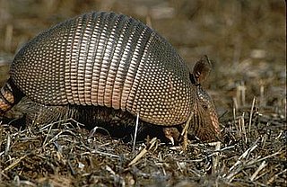 Armadillo Creature Features on Petsugar