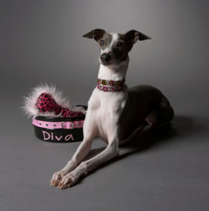 If Money Was No Object What Would You Buy Your Pet? If Money Was No Object What Would You Buy Your Pet?