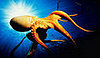 The Scoop: Octopus Beak Inspires Medical Community