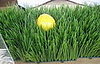 Easy Spring Centerpiece: Wheatgrass